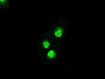 Flow Cytometry: MKK4/MEK4 Antibody (OTI8A8) - Azide and BSA Free [NBP2-72710]