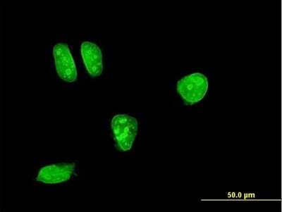 Immunocytochemistry/ Immunofluorescence: MKK7/MEK7 Antibody (2G5) [H00005609-M04]