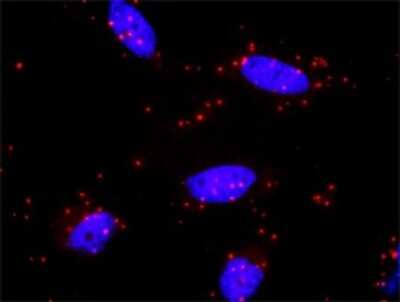 Proximity Ligation Assay: MKK7/MEK7 Antibody (2G5) [H00005609-M04]