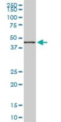 Western Blot: MKK7/MEK7 Antibody (4D2) [H00005609-M02]