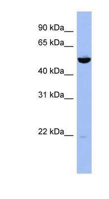 Western Blot: MKK7/MEK7 Antibody [NBP1-55001]