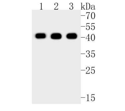 Western Blot: MKP-1/DUSP1 Antibody (JJ0930) [NBP2-67909]