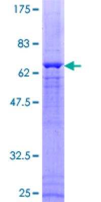 SDS-PAGE: Recombinant Human MKP-1/DUSP1 GST (N-Term) Protein [H00001843-P01]