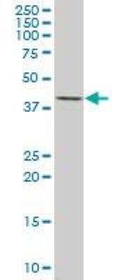 Western Blot: MKP-3/DUSP6 Antibody (3G2) [H00001848-M01]