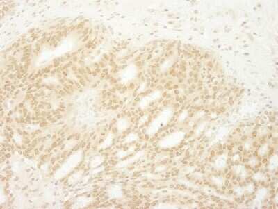 Immunohistochemistry: MKRN1 Antibody [NB100-55304]