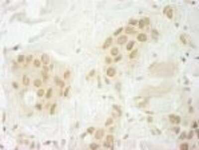 Immunohistochemistry-Paraffin: MKRN1 Antibody [NB100-55304]