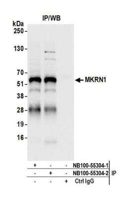 Immunoprecipitation: MKRN1 Antibody [NB100-55304]