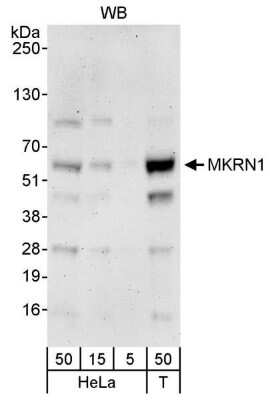 Western Blot: MKRN1 Antibody [NB100-55304]