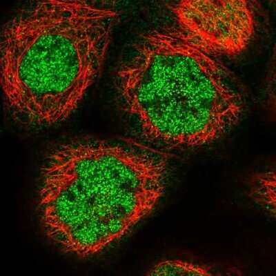 Immunocytochemistry/ Immunofluorescence: MKRN2 Antibody [NBP1-83178]