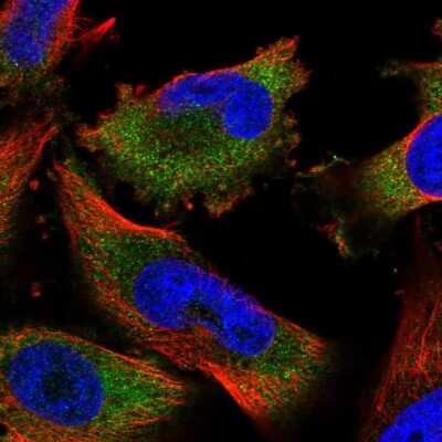 Immunocytochemistry/ Immunofluorescence: MKRN2 Antibody [NBP1-83179]