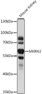 Western Blot: MKRN3 AntibodyAzide and BSA Free [NBP3-04602]