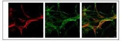 Immunohistochemistry-Paraffin: MLC1 Antibody [NBP1-80073]