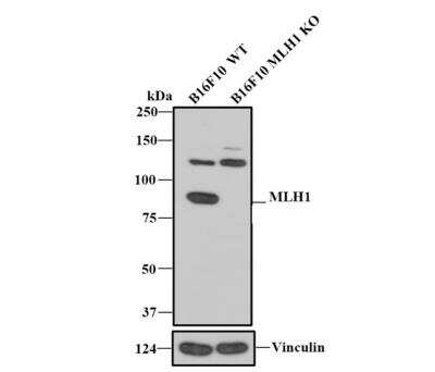 Knockout Validated: MLH1 Antibody (SP08-04) [NBP2-67381]