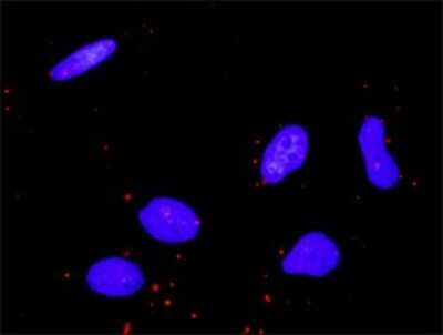 Proximity Ligation Assay: MLK3 Antibody (3D11) [H00004296-M02]