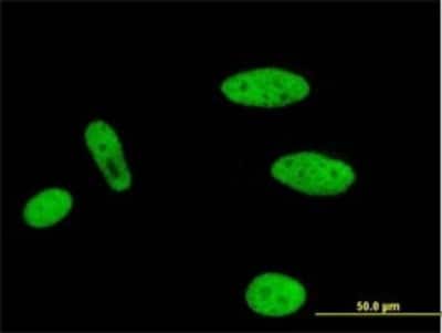 Immunocytochemistry/ Immunofluorescence: MLLT1 Antibody (3H2) [H00004298-M01]