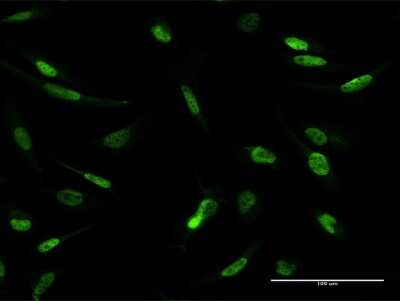 Immunocytochemistry/ Immunofluorescence: MLLT1 Antibody [H00004298-B01P]