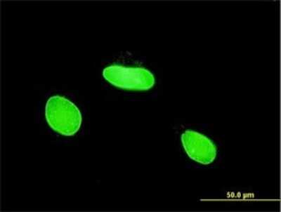 Immunocytochemistry/ Immunofluorescence: MLLT6 Antibody (1B2) [H00004302-M02]