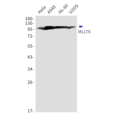 Western Blot: MLLT6 Antibody (S03-6F4) [NBP3-19892]