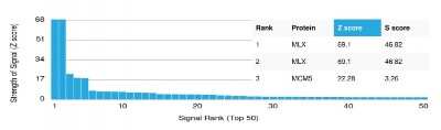 Protein Array: MLX Antibody (PCRP-MLX-1G8) - Azide and BSA Free [NBP3-08241]