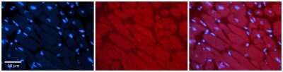 Immunohistochemistry-Paraffin: MLXIP Antibody [NBP2-85297]