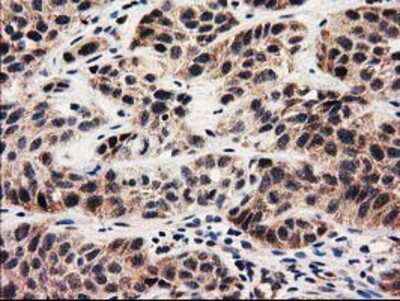 Immunohistochemistry-Paraffin: MMAA Antibody (OTI3G5) [NBP2-03496]