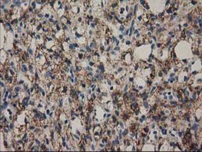 Immunohistochemistry-Paraffin: MMAB Antibody (OTI2G5) [NBP2-03417]