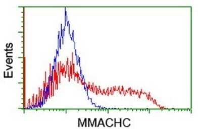 Flow Cytometry: MMACHC Antibody (OTI1A4) [NBP2-45884]
