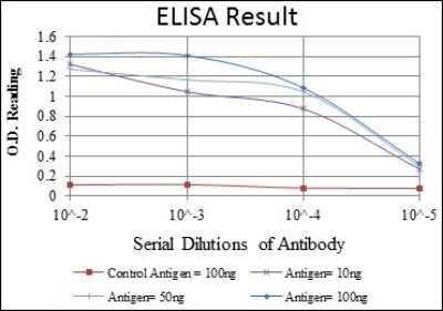ELISA: MMP-1 Antibody (6A5) - BSA Free [NBP2-22123]