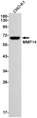 Western Blot: MMP-14/MT1-MMP Antibody (S05-6H5) [NBP3-19491]