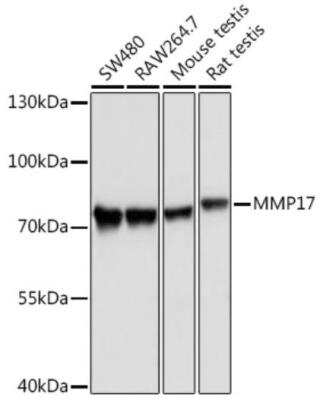 Western Blot: MMP-17 AntibodyAzide and BSA Free [NBP2-94898]