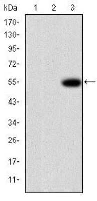 Western Blot: MMP-9 Antibody (5G3)BSA Free [NBP2-22181]