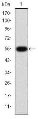 Western Blot: MMP-9 Antibody (5G3)BSA Free [NBP2-22181]