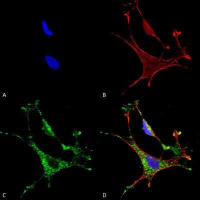 Immunocytochemistry/ Immunofluorescence: MMP-9 Antibody (S51-82) [NBP2-59699]