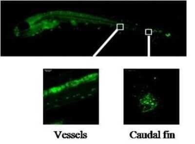 Immunohistochemistry: MMP-9 Antibody (V6P3F11*A4) - BSA Free [NBP2-50515]
