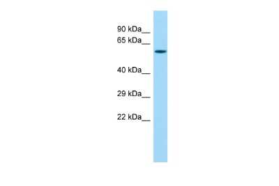 Western Blot: MMP27 Antibody [NBP2-83214]