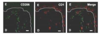 In-situ Hybridization: MMR/CD206/Mannose Receptor Antibody (122D2.08) [DDX0380P-100]