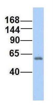 Western Blot: MNAB Antibody [NBP1-55060]