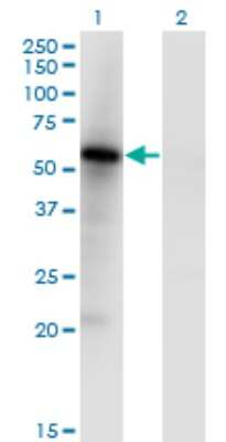 Western Blot: MNK1 Antibody (5E2) [H00008569-M05]