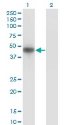 Western Blot: MNK2 Antibody (4F11) [H00002872-M04]