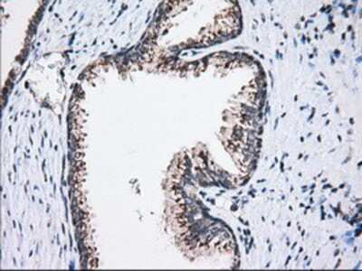 Immunohistochemistry-Paraffin: MOB4A Antibody (OTI3G9) [NBP2-02715]