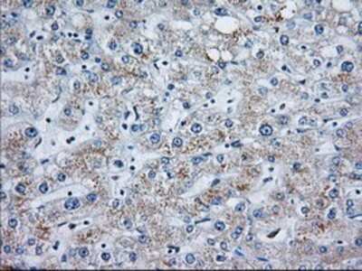 Immunohistochemistry-Paraffin: MOB4A Antibody (OTI3G9) [NBP2-02715]