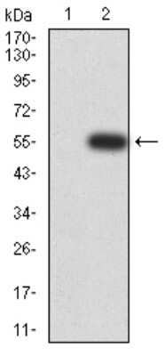 Western Blot: MOBKL1B Antibody (2D3D11)BSA Free [NBP2-61873]
