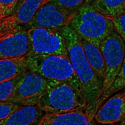 Immunocytochemistry/ Immunofluorescence: MOCOS Antibody [NBP2-14243]