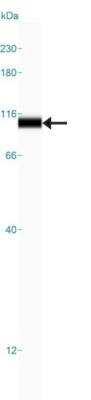 Simple Western: MOCOS Antibody [NBP2-14243]