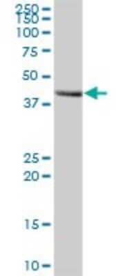 Western Blot: MOCS3 Antibody [H00027304-B01P]