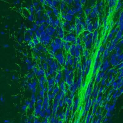 Immunohistochemistry: MOG Antibody (CL2852) [NBP2-46633]