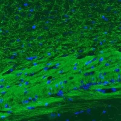Immunohistochemistry: MOG Antibody (CL2852) [NBP2-46633]
