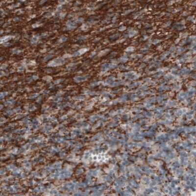 Immunohistochemistry-Paraffin: MOG Antibody (CL2852) [NBP2-46633]