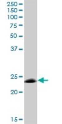 Western Blot: MOG Antibody [H00004340-B01P]