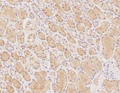 Immunohistochemistry-Paraffin: MOG1 Antibody [NBP3-12671]